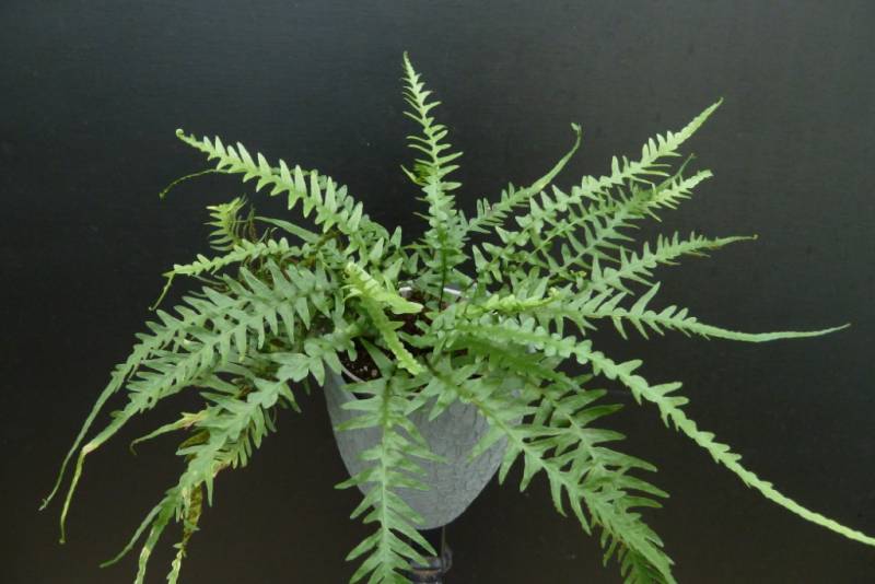 Dragontail Fern (FERN -DRAGONTAIL) - 1 gallon