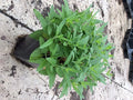 Pink Moody Blues Speedwell (VERONICA PINK MOODY BLUES) - 1 gallon