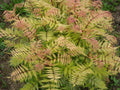 Dwarf Falsespirea (SORBARIA SEM) - 3 gallon 15"