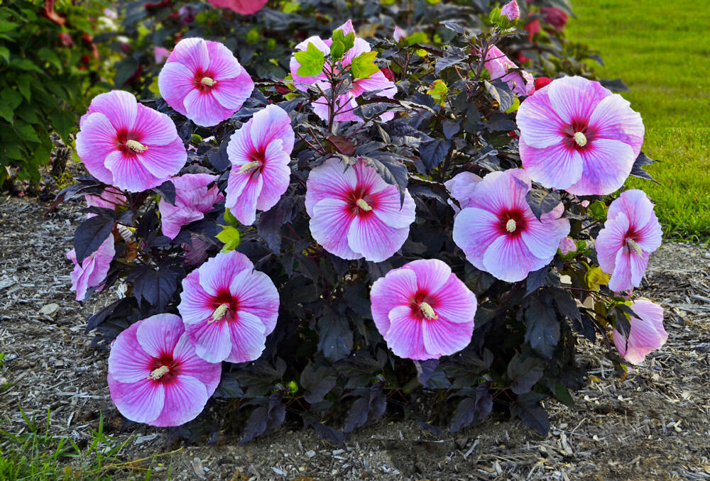 Starry Night Rose Mallow (HIBISCUS STARRY NIGHT)
