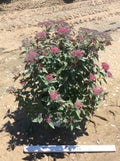 Double Play® Red Spirea (SPIRAEA JAP. DBL PLAY® RED) - 3 gallon 15"