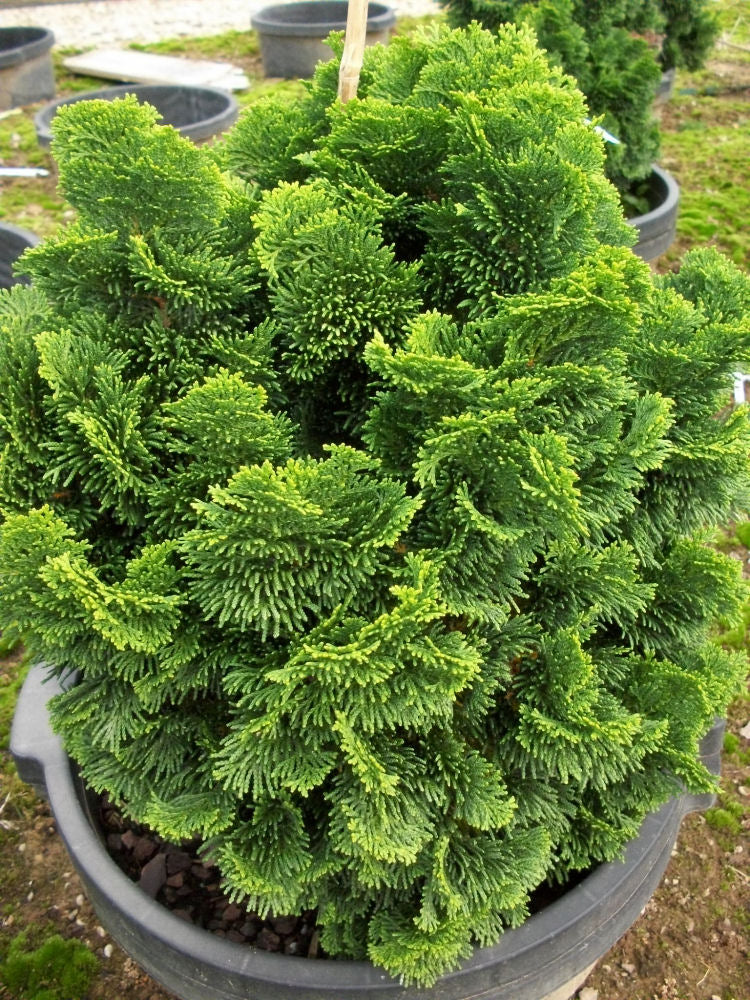 Hinoki False Cypress (CHAM. OBTUSA NANA)