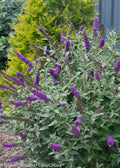 'Miss Violet' Butterfly bush (BUDDLEIA MISS VIOLET) - 3 gallon