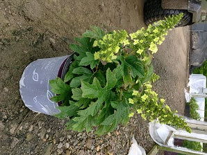 Jetstream™ Hydrangea (HYDRANGEA QU. JETSTREAM) - 3 gallon