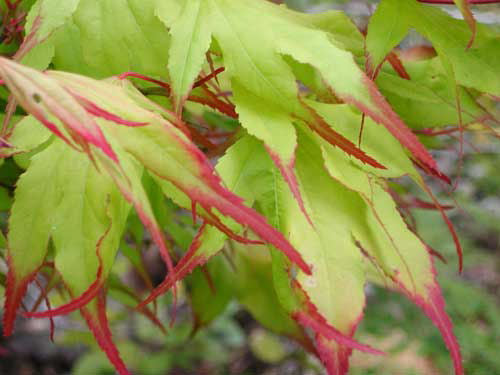 Tsuma Gaki Japanese Maple (ACER PA. TSUMA GAKI)