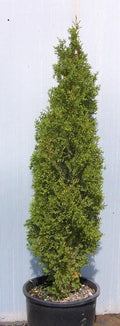 Degroots Spire Arborvitae (THUJA OCC. DEGROOTS SPIRE) - 3 gallon 24"