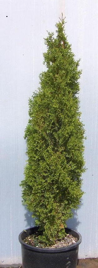 Degroots Spire Arborvitae (THUJA OCC. DEGROOTS SPIRE) - 3 gallon 24"