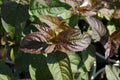 Kodiak® Black Diervilla (DIERVILLA S. KODIAK® BLACK) - 3 gallon 12"