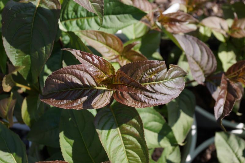 Kodiak® Black Diervilla (DIERVILLA S. KODIAK® BLACK) - 3 gallon 12"