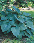 Blue Angel Plantain Lily (HOSTA BLUE ANGEL) - 1 gallon