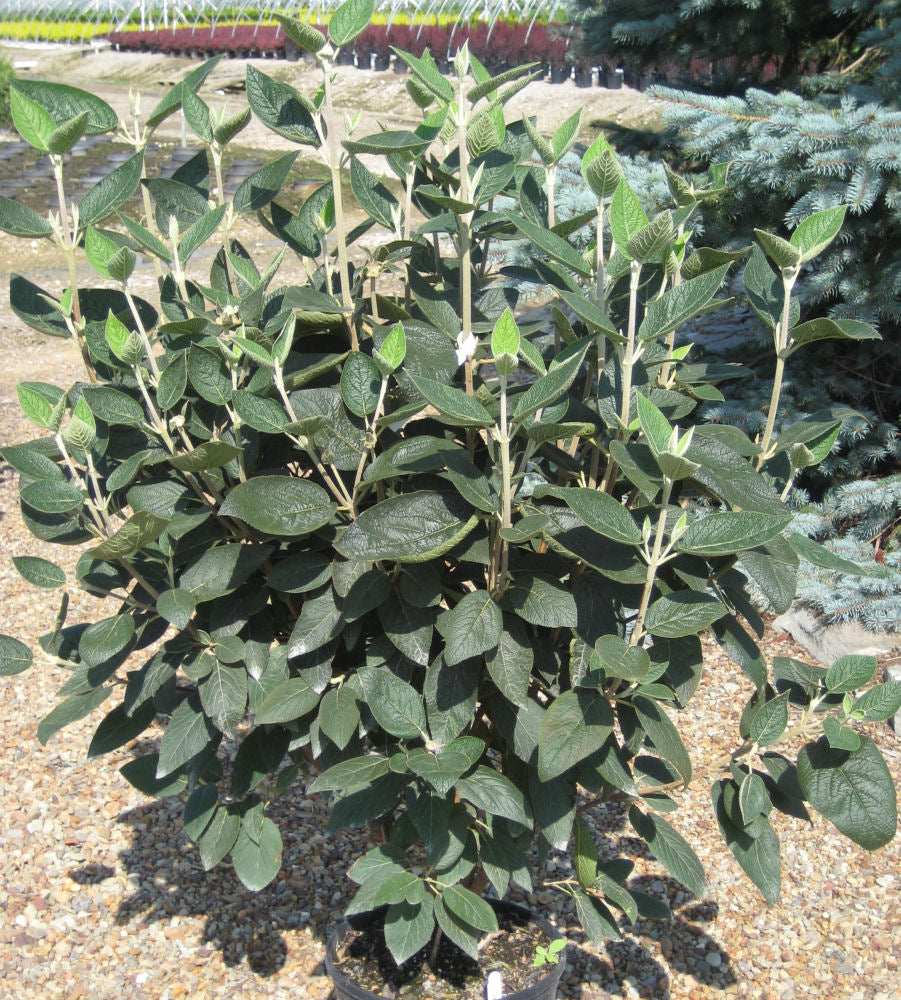 Allegany Viburnum (VIBURNUM RHY. ALLEGHANY) - 3 gallon 18-24"