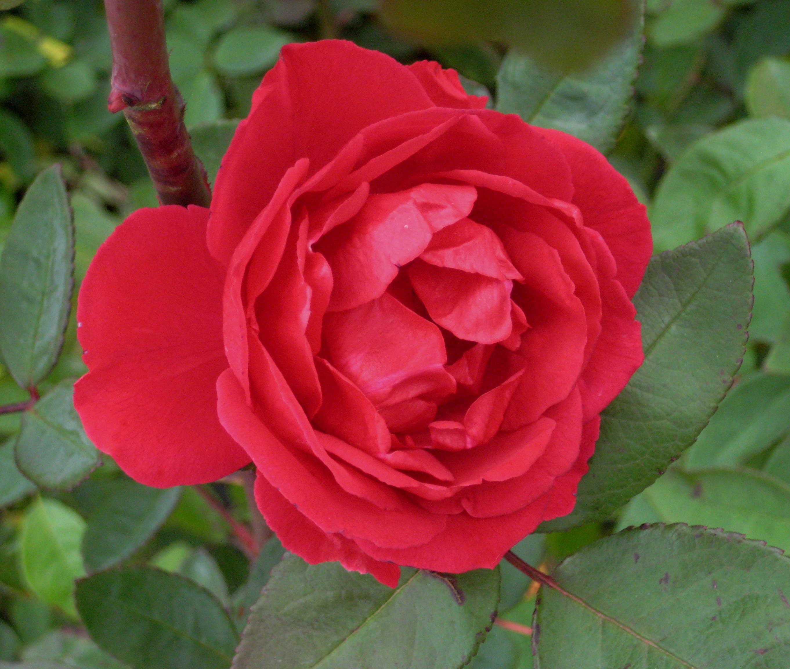 Blaze Climbing Rose (ROSE CL. BLAZE)