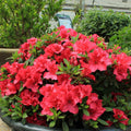 Red Demon Azalea (AZALEA EX. RED DEMON) - 3 gallon