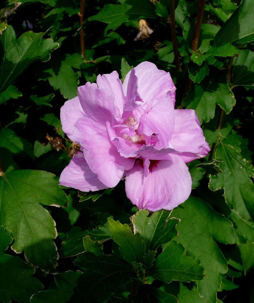 Ardens Rose of Sharon (HIBISCUS S. ARDENS)