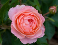 Calypso Rose (ROSE E.E. CALYPSO) - 2 gallon