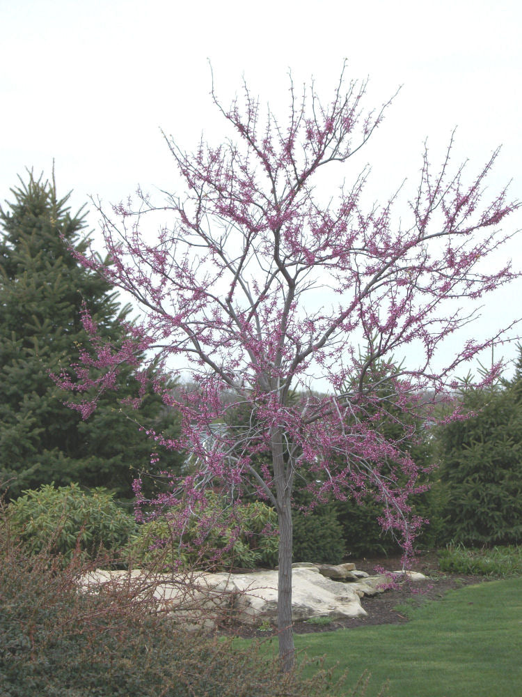 Eastern Redbud (CERCIS CANADENSIS)