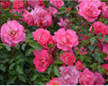 Sunrise Sunset Rose (ROSE E.E. SUNRISE SUNSET) - 2 gallon
