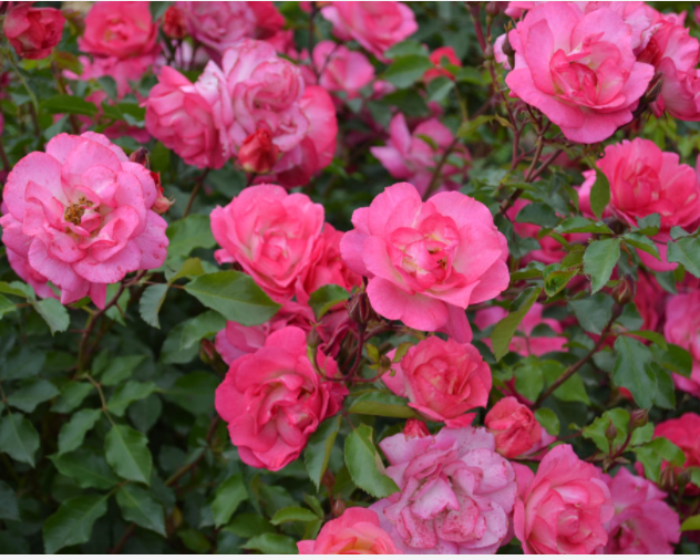 Sunrise Sunset Rose (ROSE E.E. SUNRISE SUNSET)