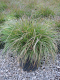 Hameln Fountain Grass (GRASS - PE. AL. HAMELN) - 2 gallon