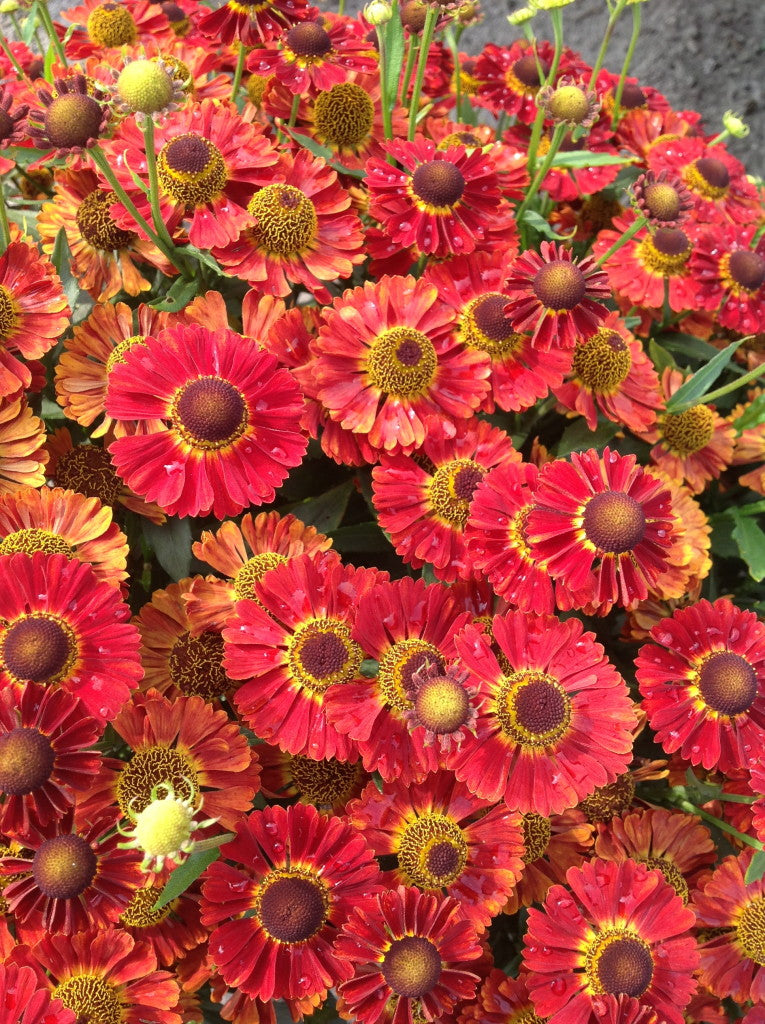 Salsa Sneeze Weed (HELENIUM MARIACHI SALSA) - 1 gallon