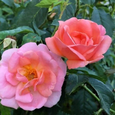 Peachy Knock Out® Rose (ROSE K.O. PEACHY KNOCKOUT)