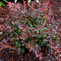 WorryFree® Crimson Cutie® Barberry (BERBERIS THUN. CRIMSON CUTIE) - 2 gallon 10"