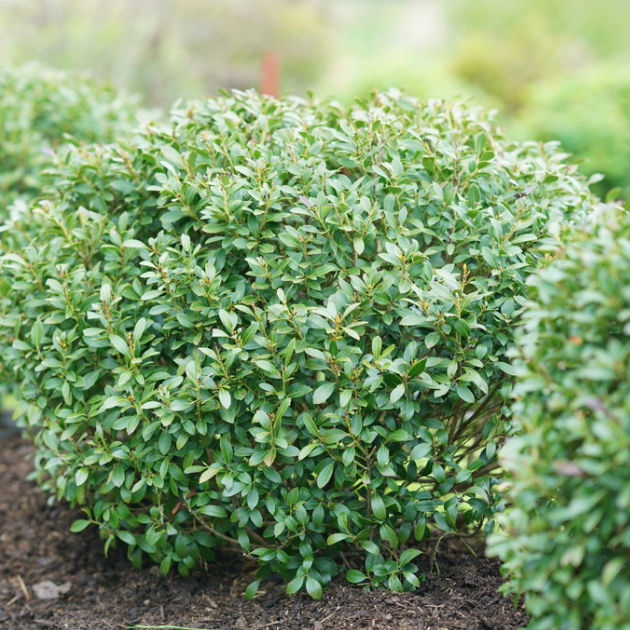 Strongbox® Inkberry holly
 (ILEX GLABRA STRONG BOX) - 3 gallon 12-15"