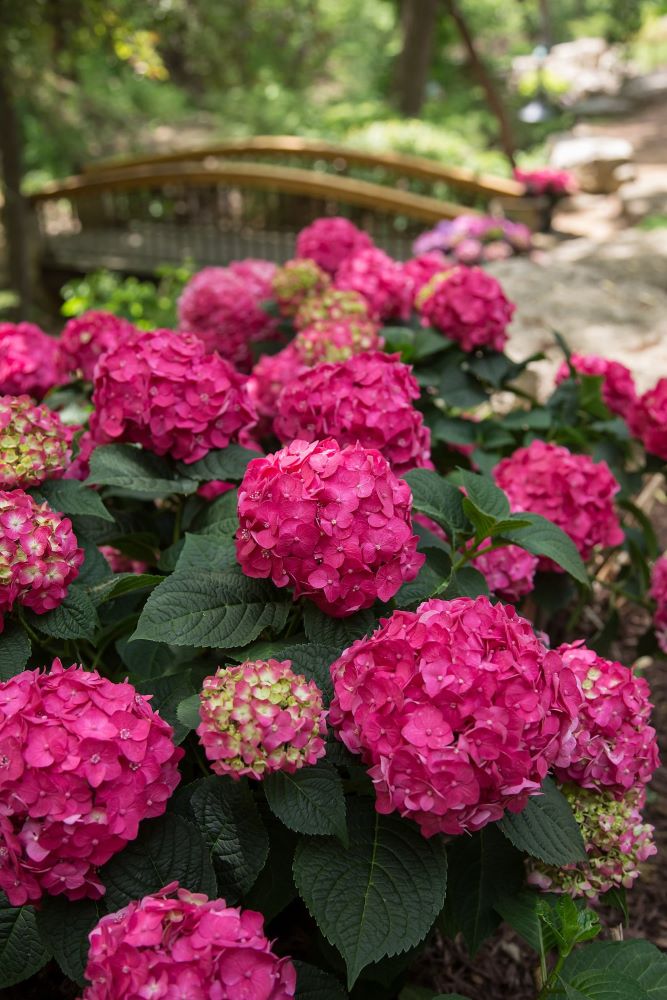 Summer Crush® Reblooming Hydrangea (HYDRANGEA M. SUMMER CRUSH) - 3 gallon
