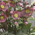 Pippa’s Purple Lenten Rose (HELLEBORUS FROSTKISS PIPPAS PURPLE) - 1 gallon