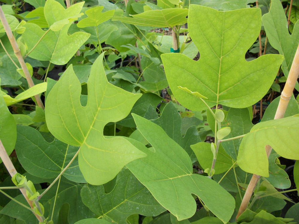 Tuliptree (LIRIODENDRON TULIPIFERA) - 3 gallon
