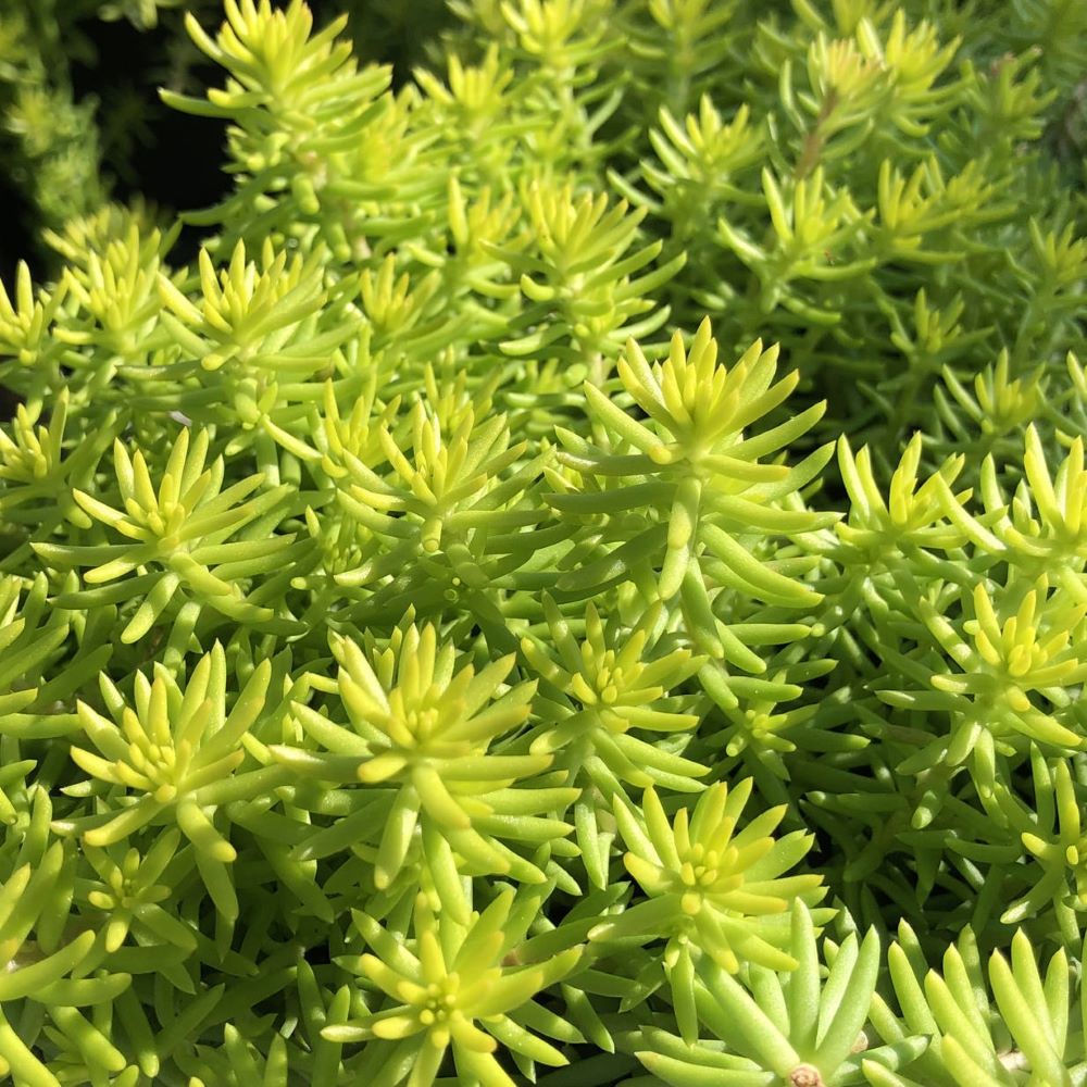 Angelina’s Teacup Stonecrop (SEDUM ANGELINAS TEACUP)