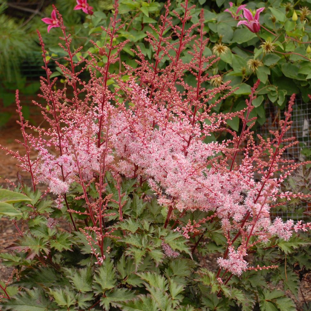 Delft Lace Astilbe (ASTILBE DELFT LACE)