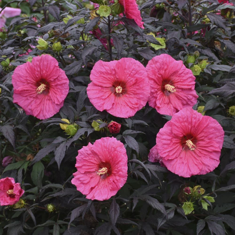 Summerific® 'Evening Rose' Rose Mallow (HIBISCUS X SUMMERIFIC EVENING ROSE)