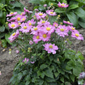 Curtain Call Pink Japanese Anemone (ANEMONE CURTAIN CALL PINK) - 1 gallon