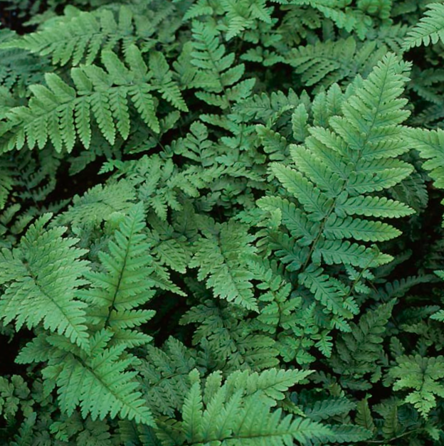 Eastern Wood Fern (FERN -EASTERNWOOD) - 1 gallon