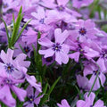 Purple Beauty Creeping Phlox (PHLOX SUB. PURPLE BEAUTY) - 1 gallon