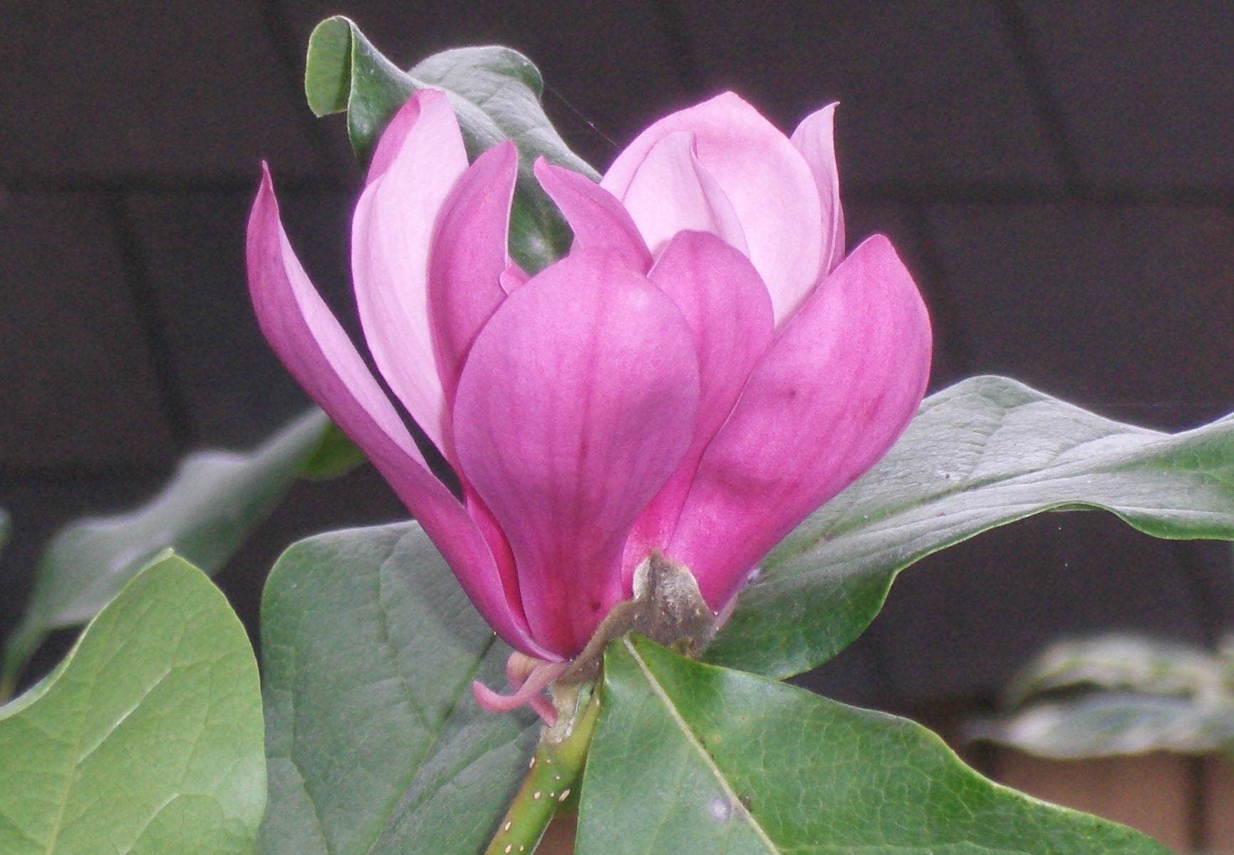 Ann Magnolia (MAGNOLIA X ANN) - 3 gallon 24-30"