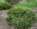 Dwarf Norway Spruce (PICEA ABIES PUMILA) - 3 gallon 12"