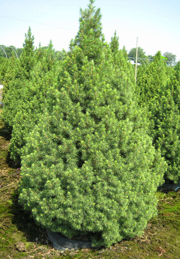 Dwarf Alberta Spruce (PICEA GLAUCA CONICA) - 2 gallon 15"
