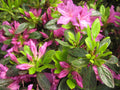 Herbert Azalea (AZALEA HERBERT) - 3 gallon 15"