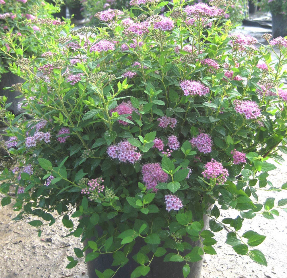 Little Princess Spiraea (SPIRAEA JAP. LITTLE PRINCESS) - 3 gallon 12"