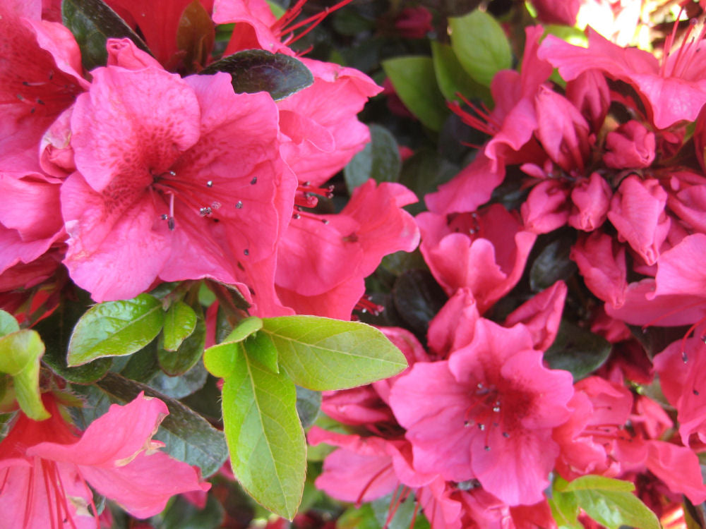 Renee Michelle Azalea (AZALEA RENEE MICHELLE) - 3 gallon 12"