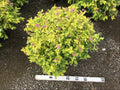 Goldmound Spirea (SPIRAEA JAP. GOLDMOUND) - 3 gallon 15"