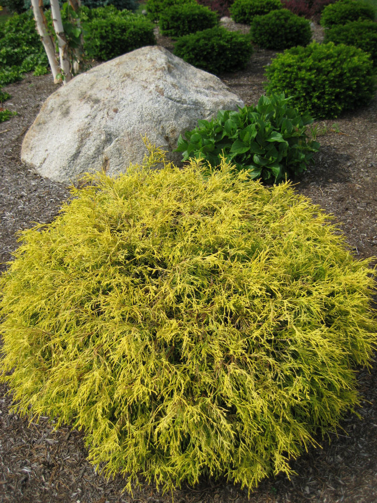 Gold Mop Cypress (CHAM. P. F. MOPS) - 2 gallon 12"