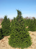 Fernspray False Cypress (CHAM. OBTUSA FILICOIDES) - 3 gallon 30"
