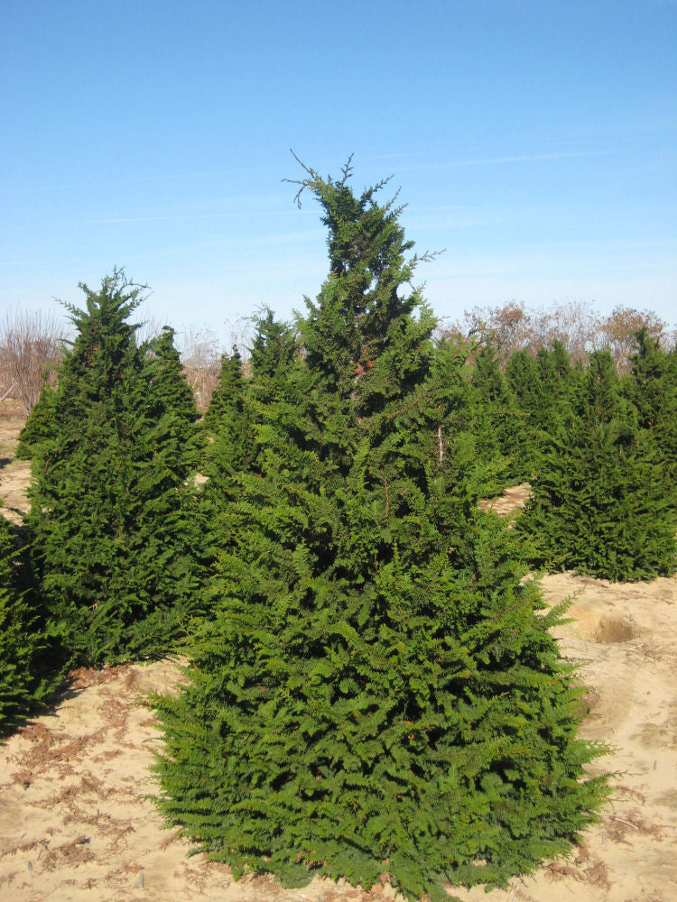 Fernspray False Cypress (CHAM. OBTUSA FILICOIDES)
