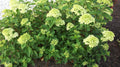 Little Lime® Panicle Hydrangea (HYDRANGEA P LITTLE LIME) - 2 gallon