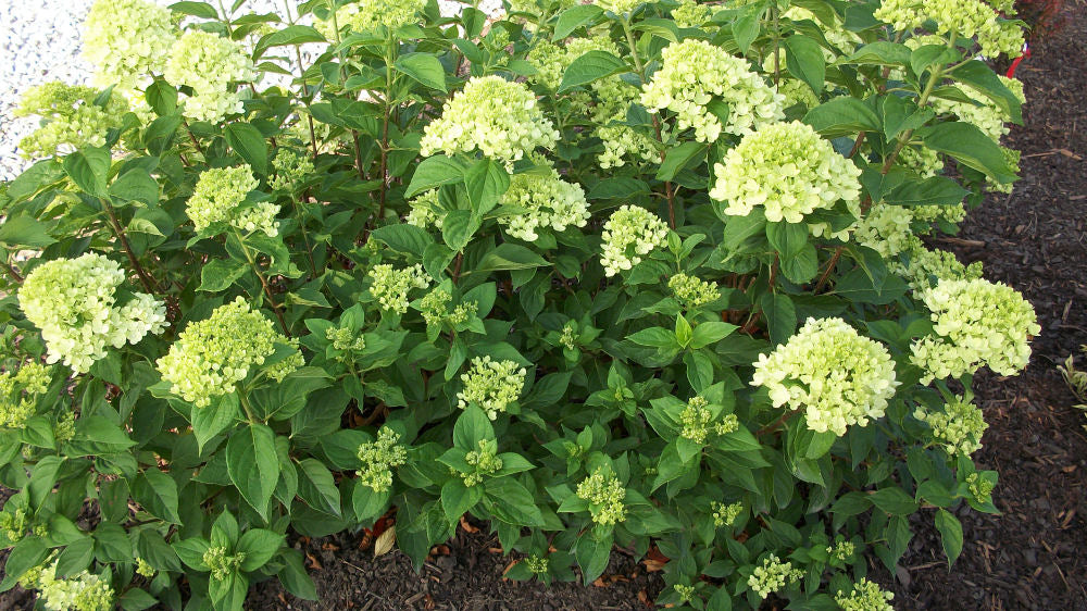 Little Lime® Panicle Hydrangea (HYDRANGEA P LITTLE LIME) - 2 gallon