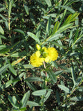 Sunburst St. Johnswort (HYPERICUM FRONDOSUM SUNBURST) - 2 gallon 12"