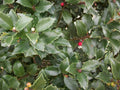 Blue Maid™ Meserve Holly (ILEX X MES. BLUE MAID) - 3 gallon 15"